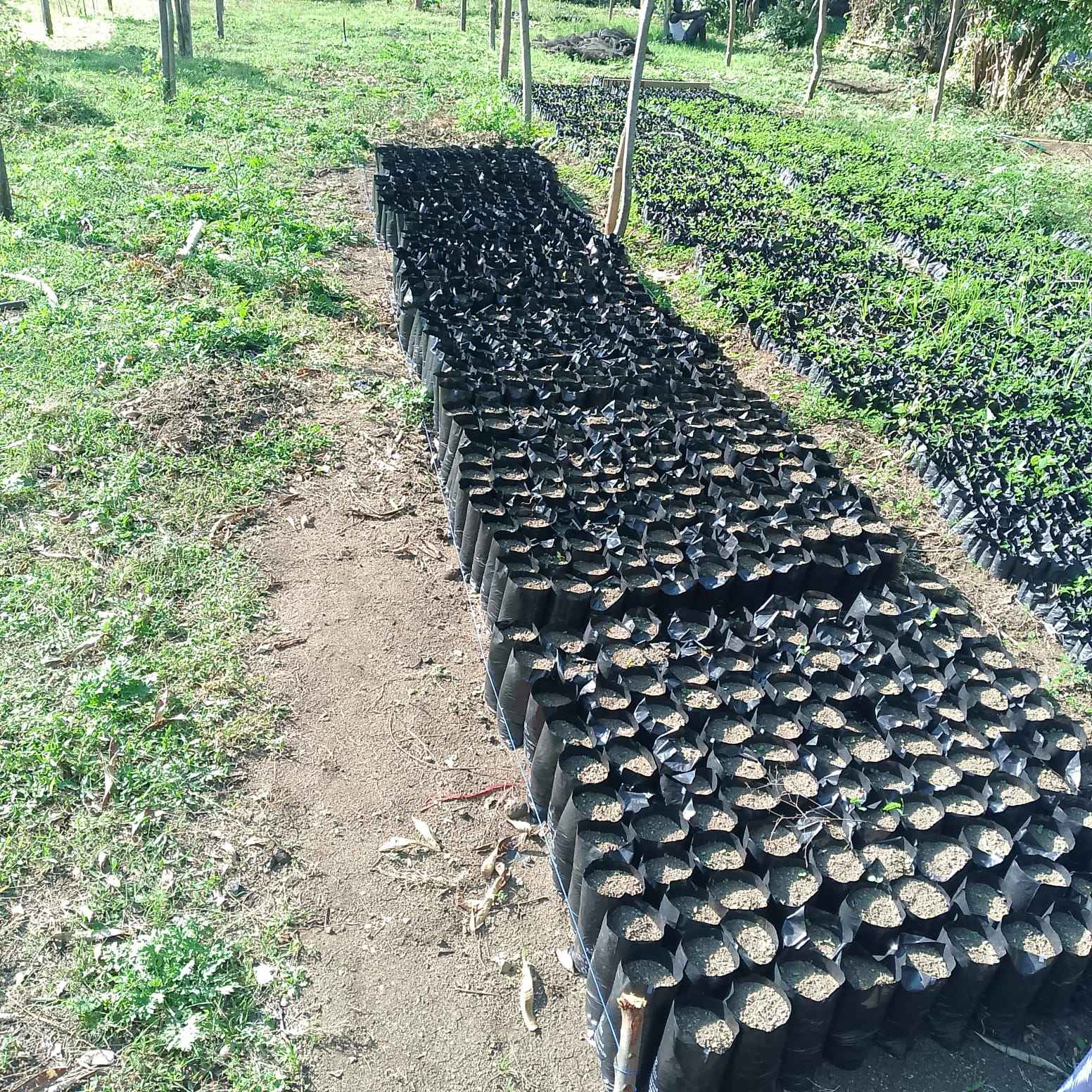 Green Economy and Eco-Entrepreneurship